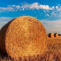 Оценка экономической устойчивости сельскохозяйственных организаций Кемеровской области