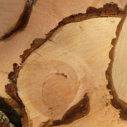 Исследование практики и оценка эффективности технологического развития деревообрабатывающих предприятий Приморского края