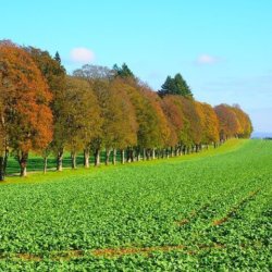 Приоритетные направления повышения эффективности производства и применения органических удобрений в аграрном секторе экономики